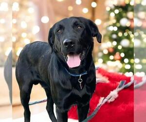 Labrador Retriever Dogs for adoption in San Diego, CA, USA