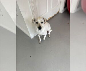 Buttercup #2575 - Female Italian Greyhuahua Dog for Adoption - Photo #8