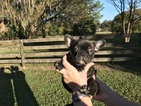 Small Photo #3 French Bulldog Puppy For Sale in OCALA, FL, USA