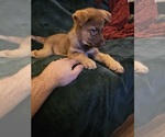 Small #5 German Shepherd Dog-Siberian Husky Mix