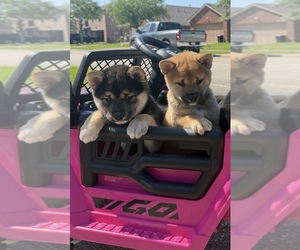 Shiba Inu Puppy for sale in HOUSTON, TX, USA