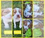 Small Photo #8 Brittany Puppy For Sale in EAST DUBUQUE, IL, USA