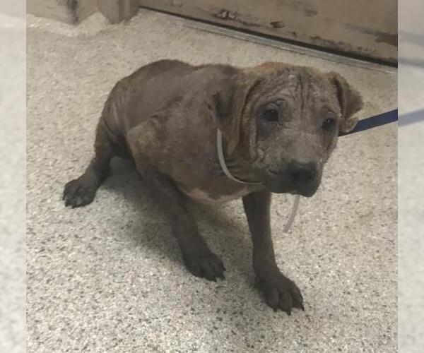 Medium Photo #1 Mutt Puppy For Sale in Conroe, TX, USA