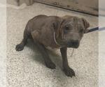 Small Mutt
