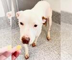 Small #1 American Pit Bull Terrier