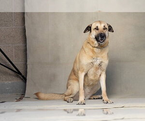German Shepherd Dog-Unknown Mix Dogs for adoption in Jackson, CA, USA