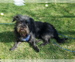Small #5 Mutt
