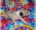 Small Photo #5 Great Dane Puppy For Sale in SPRAGGS, PA, USA