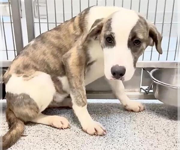 Medium Photo #2 Catahoula Leopard Dog-Saint Bernard Mix Puppy For Sale in Houston, TX, USA