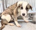 Small #1 Catahoula Leopard Dog-Saint Bernard Mix