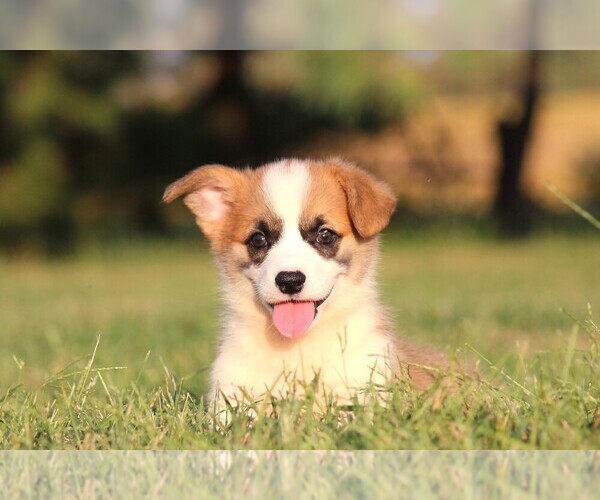 Medium Photo #2 Pembroke Welsh Corgi Puppy For Sale in FORT MADISON, IA, USA