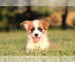 Small #1 Pembroke Welsh Corgi
