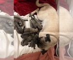 Small Photo #3 Pug Puppy For Sale in SUMTER, SC, USA