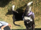 Small Photo #1 Alaskan Klee Kai Puppy For Sale in LOVELAND, CO, USA