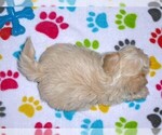 Small Photo #10 Maltipoo Puppy For Sale in ORO VALLEY, AZ, USA