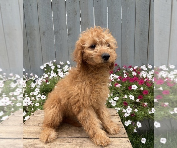 Medium Photo #3 Goldendoodle mix (+ Poodle Miniature) Puppy For Sale in MIDDLEBURY, IN, USA