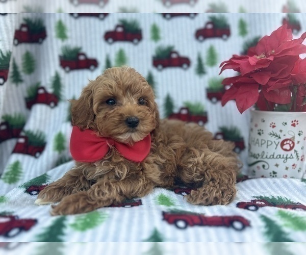 Medium Photo #8 Cock-A-Poo Puppy For Sale in LAKELAND, FL, USA
