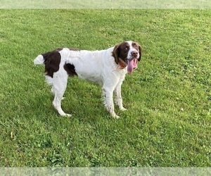 Father of the Brittany puppies born on 10/24/2023