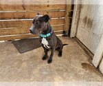 Small #3 American Pit Bull Terrier Mix