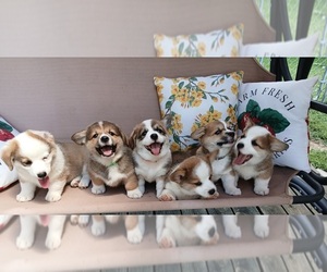 Pembroke Welsh Corgi Litter for sale in HARTFORD CITY, IN, USA
