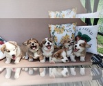 Small Pembroke Welsh Corgi