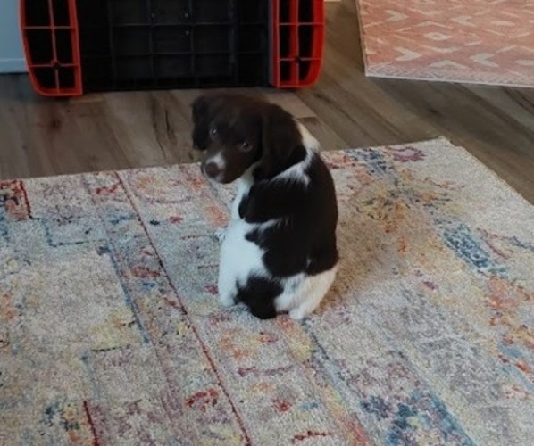 Medium Photo #11 Brittany Puppy For Sale in SOMERSET, OH, USA