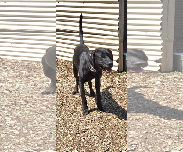 Medium Photo #1 Mutt Puppy For Sale in Rustburg, VA, USA