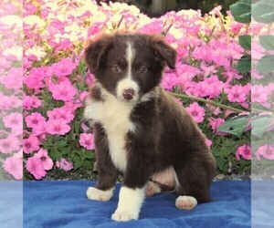 Miniature Australian Shepherd Puppy for sale in STRASBURG, PA, USA