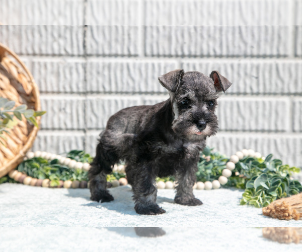 Medium Photo #18 Schnauzer (Miniature) Puppy For Sale in BALTIC, OH, USA