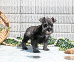 Small #1 Schnauzer (Miniature)