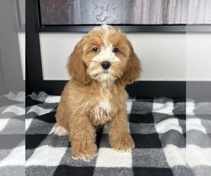 Cockapoo Puppy for Sale in FRANKLIN, Indiana USA