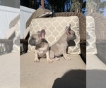 Puppy 2 French Bulldog