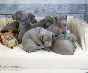 Weimaraner Puppy for sale in OGDEN, UT, USA