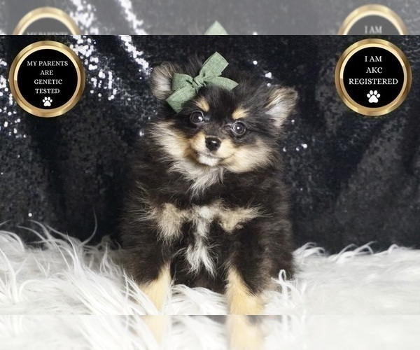 Medium Photo #6 Pomeranian Puppy For Sale in WARSAW, IN, USA