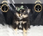 Small Photo #6 Pomeranian Puppy For Sale in WARSAW, IN, USA