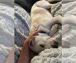 Small #2 Labrador Retriever Mix