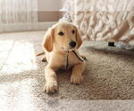 Small #24 English Cream Golden Retriever