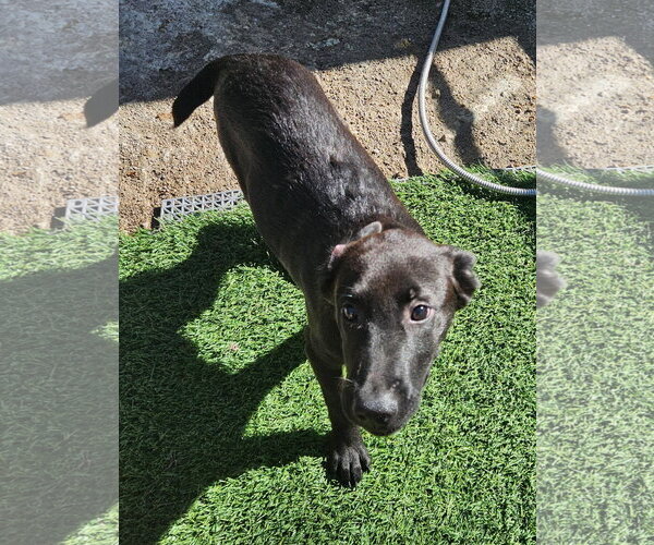 Medium Photo #1 Labrador Retriever-Unknown Mix Puppy For Sale in Tracy City, TN, USA