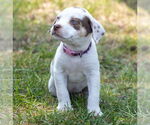 Small #6 Staffordshire Bull Terrier Mix