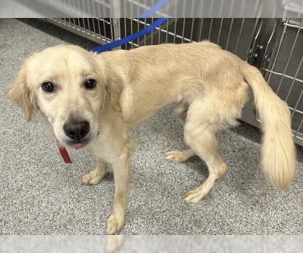 Medium Photo #1 Golden Retriever-Unknown Mix Puppy For Sale in Houston, TX, USA