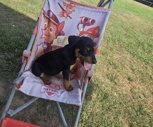 German Pinscher Puppy for Sale in LAVACA, Arkansas USA