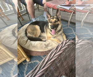 German Shepherd Dog Dogs for adoption in Kewanee, IL, USA