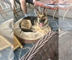 Jasper - Male German Shepherd Dog Dog for Adoption - Small photo