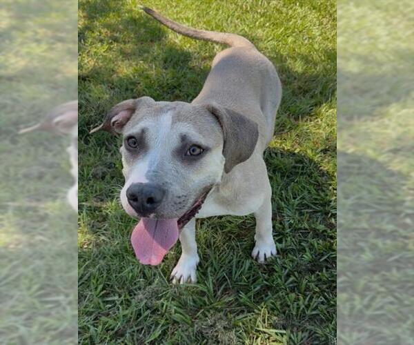 Medium Photo #2 Mutt Puppy For Sale in Conroe, TX, USA