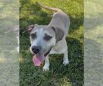 Small Photo #2 Mutt Puppy For Sale in Conroe, TX, USA