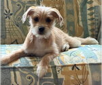 Small #3 Mutt