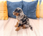 Small #3 Cavapoo (Miniature)