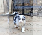 Small Photo #2 Australian Shepherd Puppy For Sale in PIONEER, CA, USA