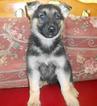 Small Photo #6 German Shepherd Dog Puppy For Sale in HAMMOND, IN, USA