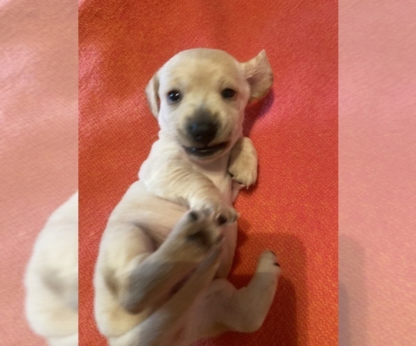 Medium Photo #9 Dachshund Puppy For Sale in DENHAM SPRINGS, LA, USA